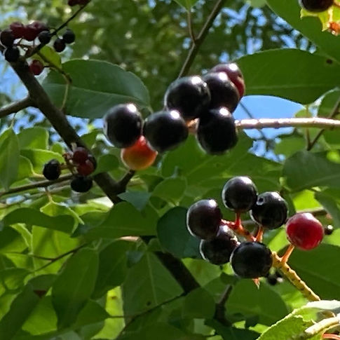 wildcherry.jpeg