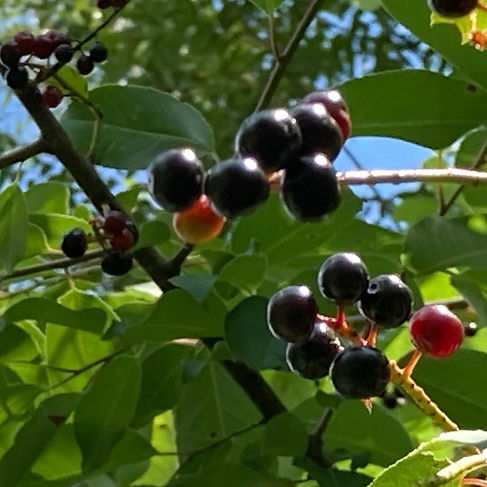 wildcherry.jpeg