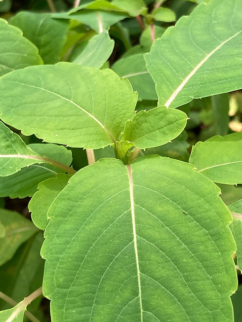jewelweed.jpeg