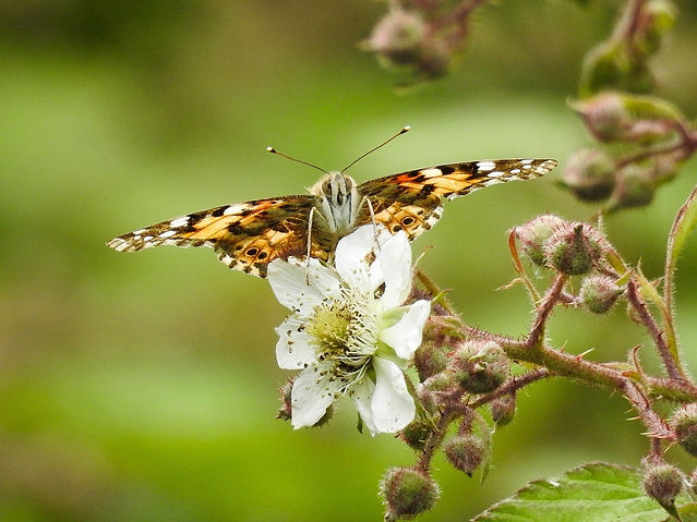 15-06-21 - Painted Lady, Saltwells LNR2.jpg