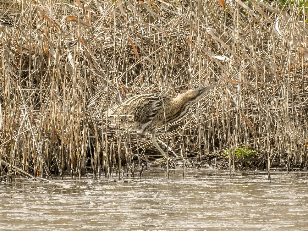 16-02-16 - Bittern, Ladywalk