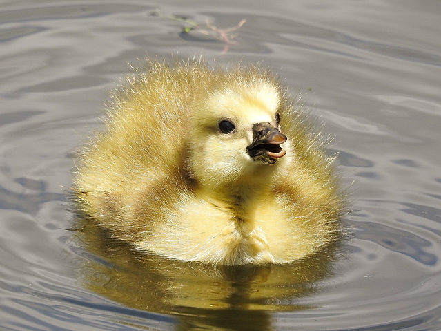 15-05-30 - Canada Goose, Dudley Canal.jpg