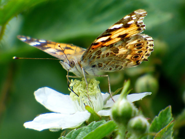 15-06-21 - Painted Lady, Saltwells LNR1.jpg