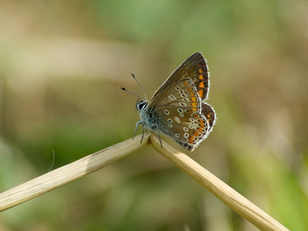 15-08-22 - Brown Argus, Grafton Wood
