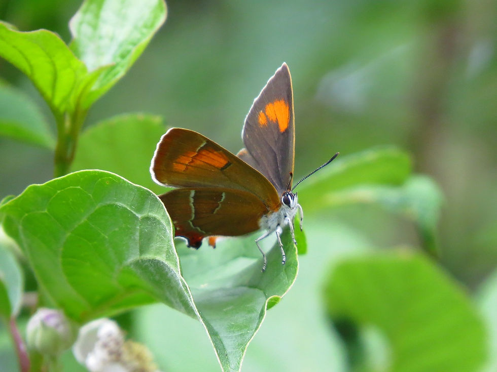 Brown Hairstreak