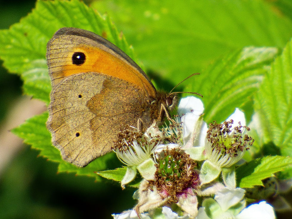 15-07-07 - Meadow Brown, Saltwells LNR.jpg