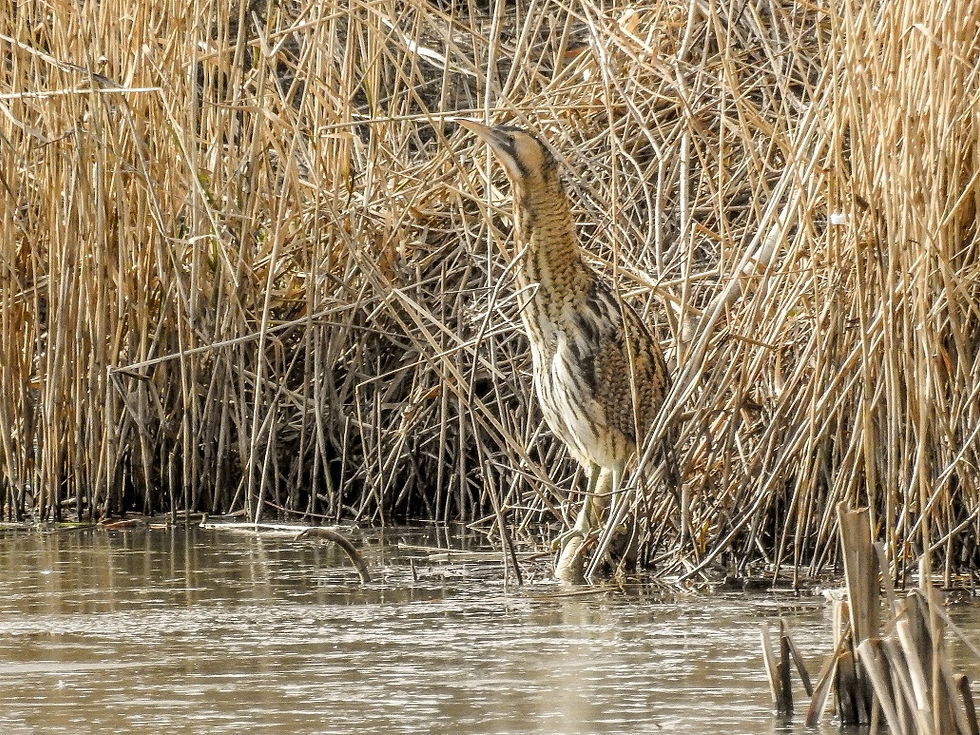 16-02-16 - Bittern, Ladywalk