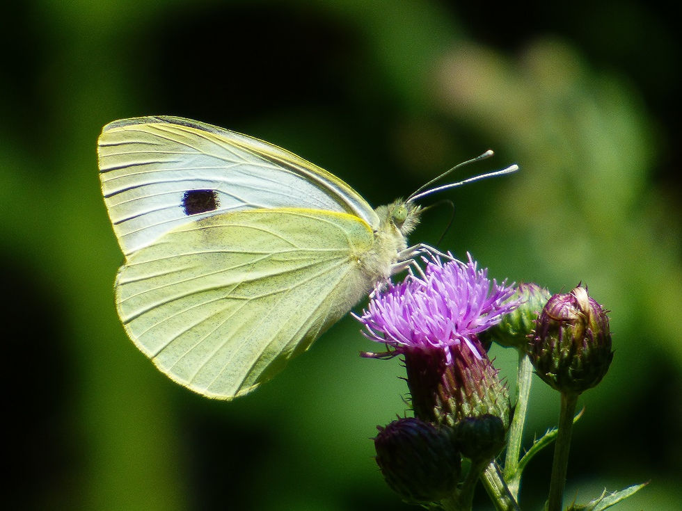 15-07-19 - Large White, Chaddesley Woods