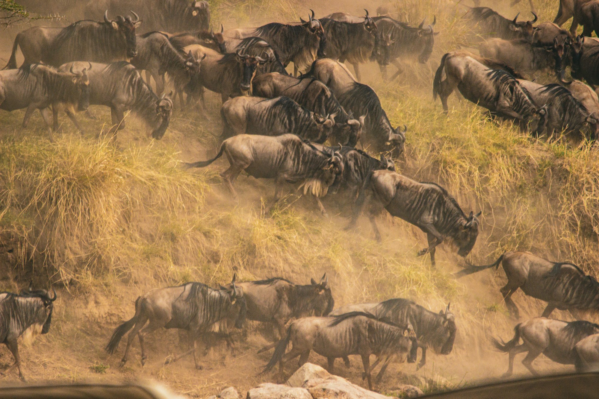 A column of wildebeest on the northern Serengeti plains during the Great Migration