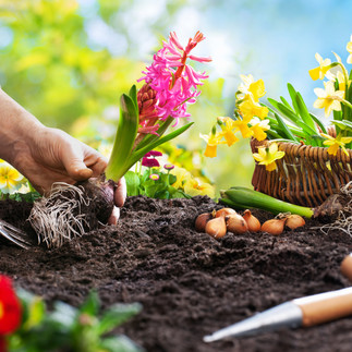 Eine Frühlings Blume die mit einer Schippe eingepflanzt wird