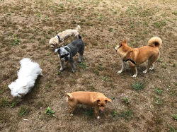 Walk🐾�🐾🐾 #dogs #dogwalker #shibainu #s