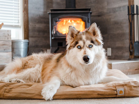 GETTING YOUR FUR KIDS WINTER READY