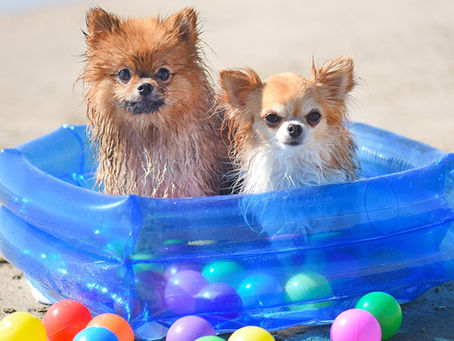 10 WAYS TO GET YOUR DOG TO ENJOY WATER