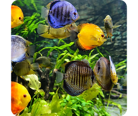 fish tank accessories pretoria Mechpia 13 Pieces Aquarium Decorations Kit, Decorations Set Small Resin Castle and Rockery Betta Fish Cave Hideout Coral Artificial Plastic Plants Ornament Pet Supplies Aquariums for Sale in South
