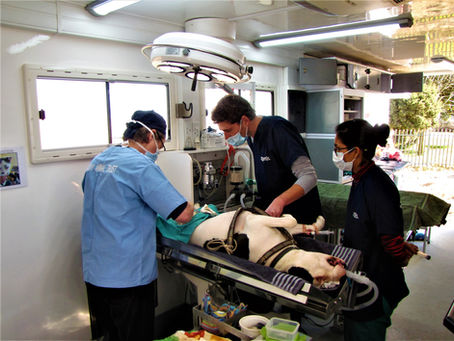 STERILISATION IS THE RIGHT THING TO DO!