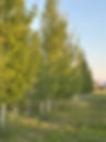 52FEA244-0DF5-4ADF-B750-B15CB14A8458.jpeg