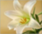 Easter Sunday Service