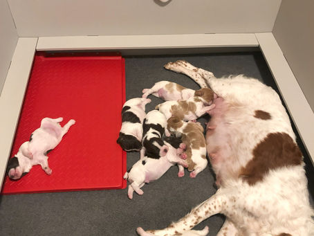 From Worry to Joy: Puppy Survival at Spiegel Bird Dogs