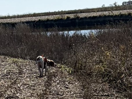The Rooster, the River, and My Lack of a Plan