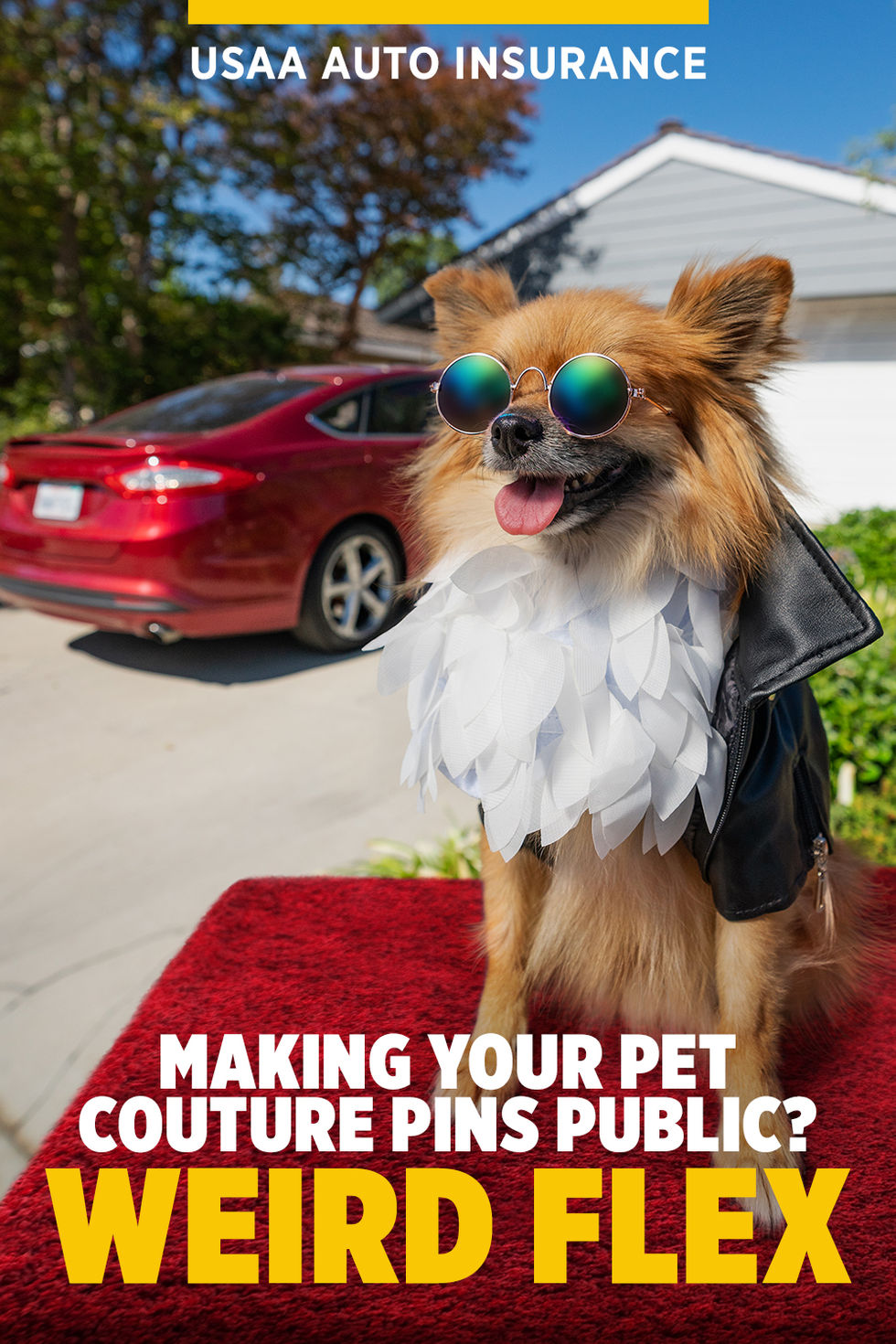 Pet Couture-Pinterest.jpg