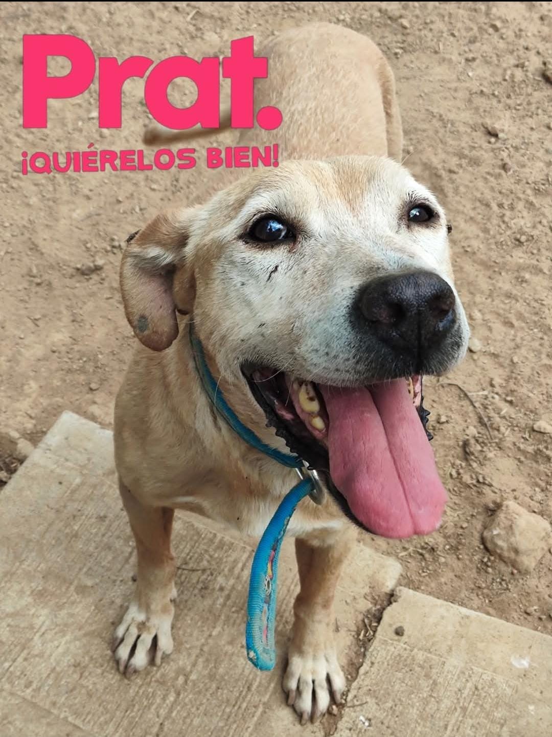 Imagen de WhatsApp 2025-08-10 a las 11.42.40_40f0b686.jpg