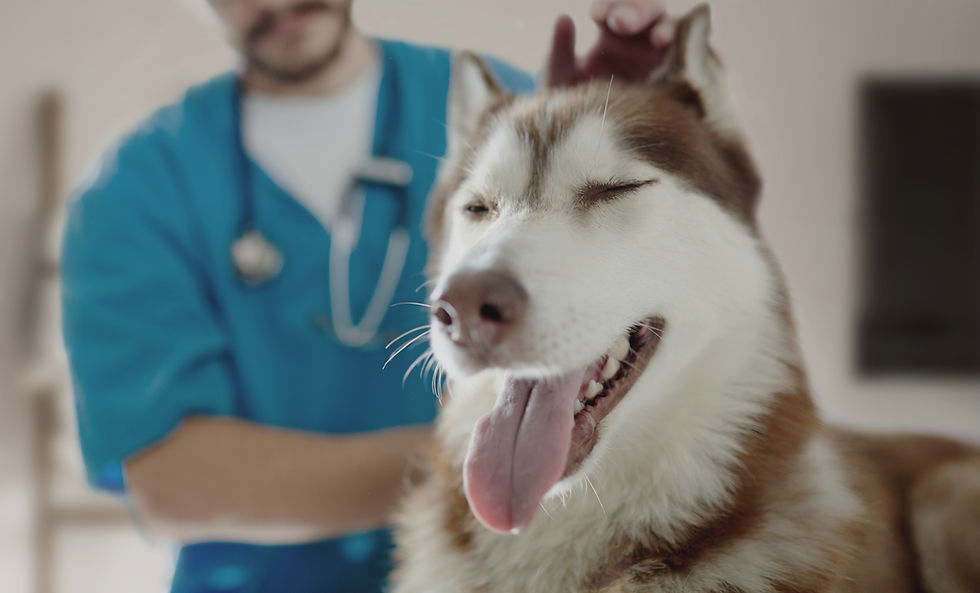 Veterinario examinando a un husky