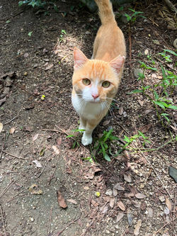 早苗塚の猫2