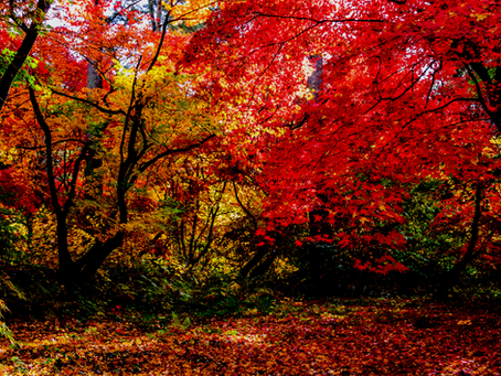 ENJOY FALL