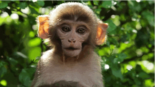 dia 1 inter de los primates.gif