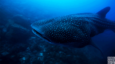 blue planet sharks GIF by BBC America.gif