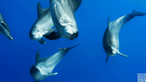 dia 23 mund de los delfines.gif