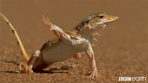 dia 14 mund del lagarto.gif