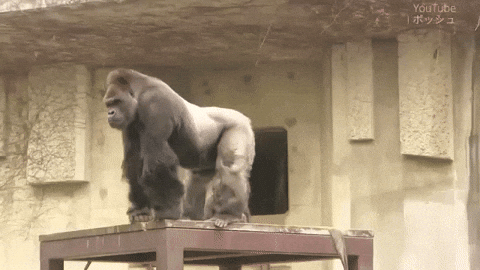 Great Ape Zoo GIF.gif