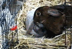 bunny rabbit GIF (1).gif
