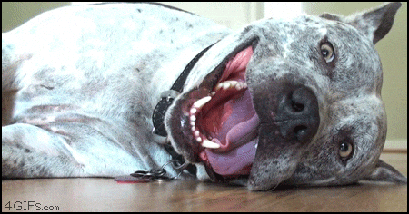 dia 28 mund contra la rabia.gif
