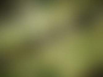 Recibió IP más de 41 mmdp via fideicomisos de CONACYT