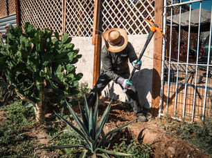 Vecinos y Municipio plantan casi 200 árboles durante jornada 'Respiremos verde' en Tijuana Progreso