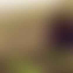 Plan de Justicia para San Quintín incluye acceso a vivienda, educación y seguro social: Sheinbaum