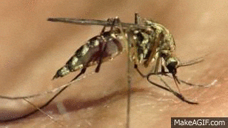dia 26 int vs el dengue.gif
