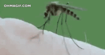 dia 20 mun del mosquito.gif