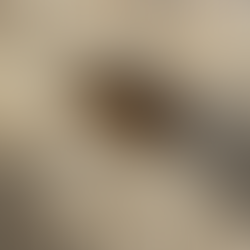 Rescatan a cinco perritos de vivienda en Nuevo Milenio tras denuncia ciudadana