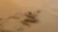 dia 16 mund de la serpiente.gif
