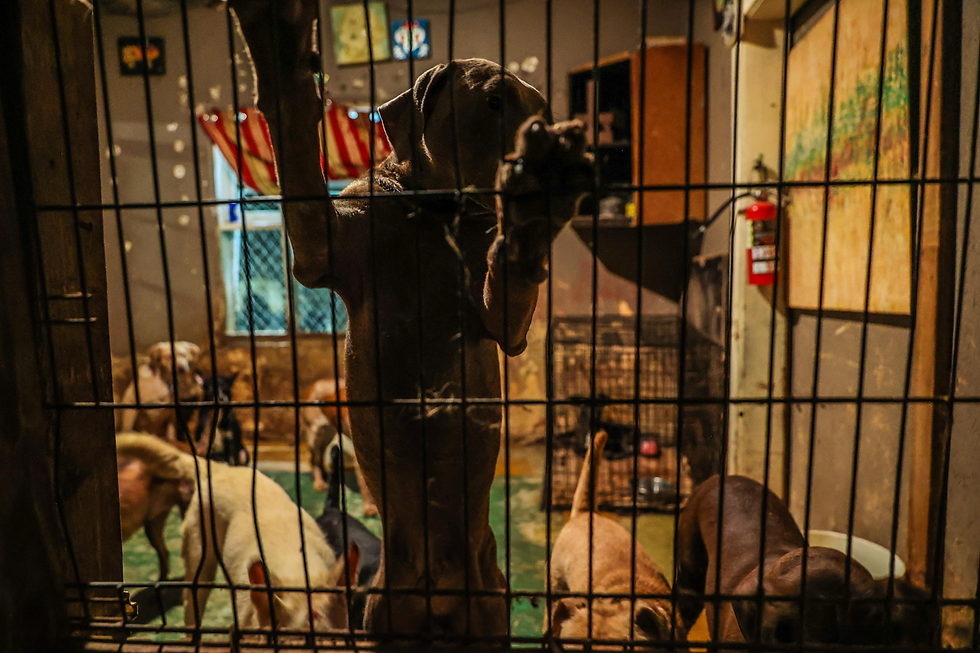 Aprueban crear Registro Estatal de Agresores de Animales y penas de hasta 8 años por crueldad animal