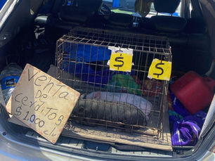 Rescatan a dos cerditos de venta ilegal en El Rubí