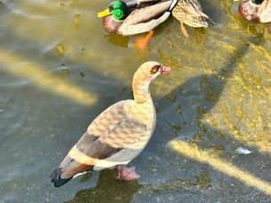 Cierran lago del Parque Morelos por posible caso de gripe aviar
