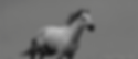 dia 11 mund del caballo.gif