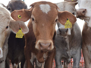 Espera Sheinbaum que EU reanude pronto importaciones de ganado; SSA confirma 6 infecciones en humanos por gusano barrenador