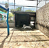Niveles de Gobierno fortalecen coordinación para bienestar y seguridad de especies del zoológico en Parque Morelos