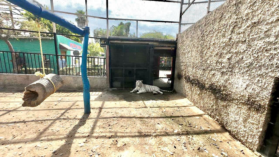 Niveles de Gobierno fortalecen coordinación para bienestar y seguridad de especies del zoológico en Parque Morelos