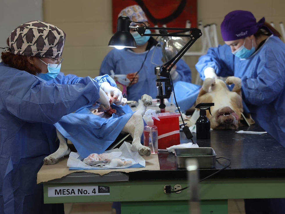 Esterilizan a 350 perros y gatos en megajornada gratuita en El Niño